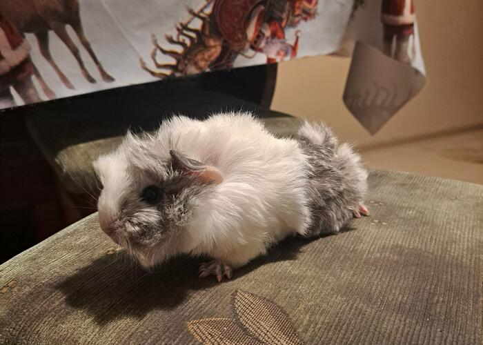 Grajewo ogłoszenia: Sprzedam Świnkę morską Peruwianke. Samiec miesięczny (sam już...