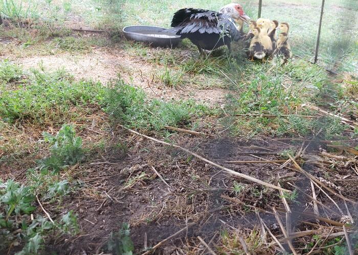 Grajewo ogłoszenia: Sprzedam kaczkę francuską z małymi,króliki kalifornijskie z...